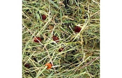 Snack Berghooi Rozenbottel 500gr