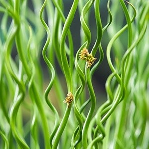 Krul-Pitrus (Juncus effusus &#39;Spiralis&#39;)