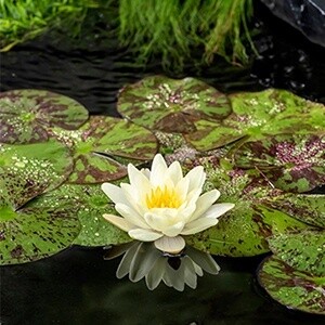 Waterlelie (Nymphaea &#39;Marliacea chromatella&#39;)