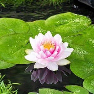 Waterlelie (Nymphaea &#39;Madame &#39;Wilfron gonnère&#39;)