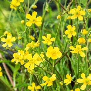 Egelboterbloem (Ranunculus flammula)