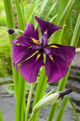 Japanse Iris (Iris kaempferi)