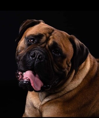 Hond