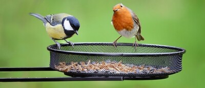 Buitenvogels