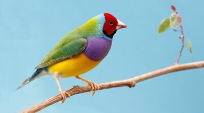 Vogel