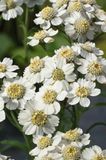 Sneeuwbal Plantje (Achillea ptarmica)