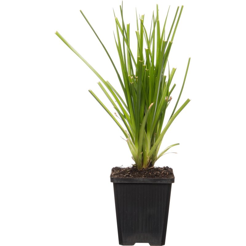 Cyperus alternifolius (Parapluplant )