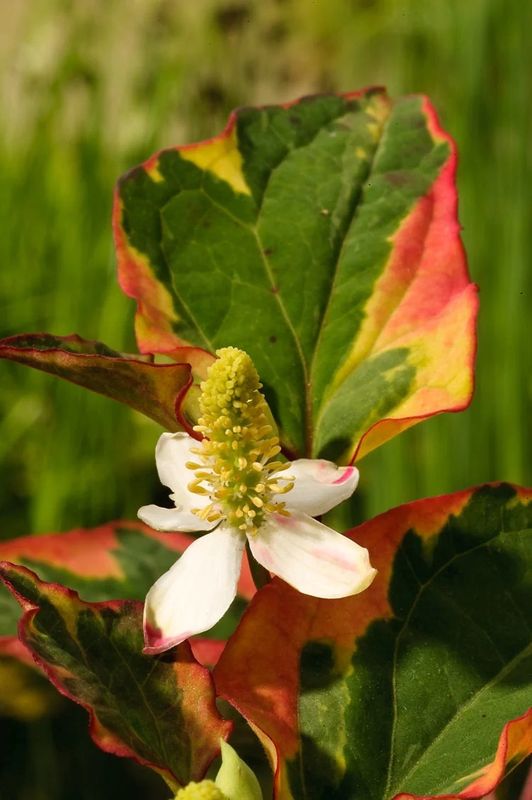 Houttuynia cordata &#39;Chamaeleon&#39; (Bonte Houttuynia)