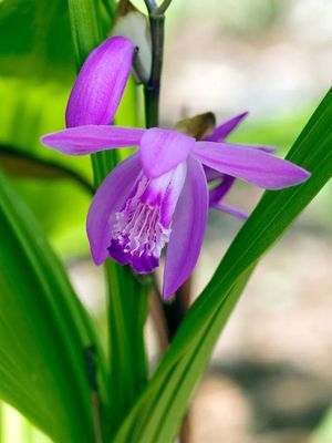 Japanse Orchidee (Bletilla Striata)