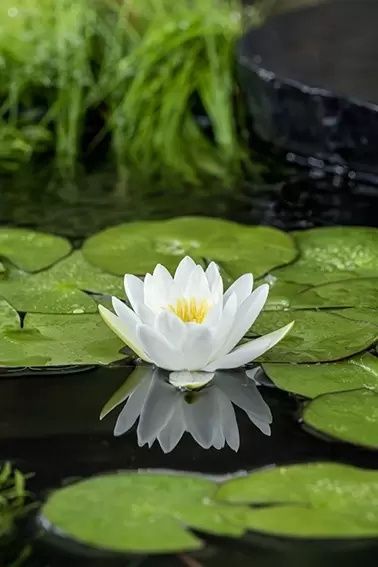 Nymphaea &#39;Alba&#39;