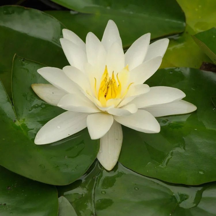Waterlelie (Nymphaea &#39;Gladstoniana&#39;)