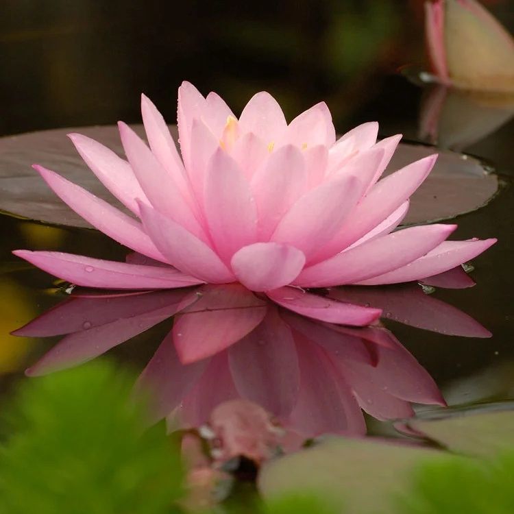 Waterlelie (Nymphaea &#39;Aurora&#39;) groot