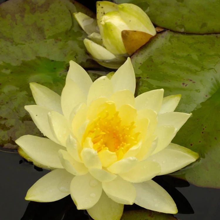 Waterlelie (Nymphaea &#39;Joey tomocik&#39;)