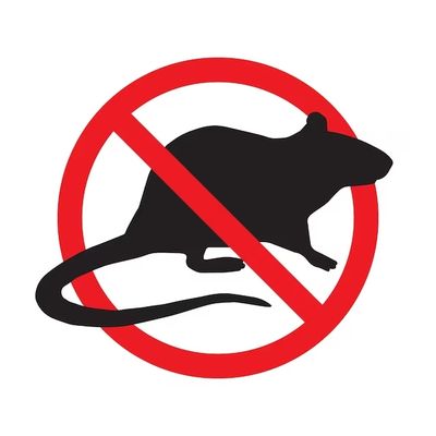 Rat