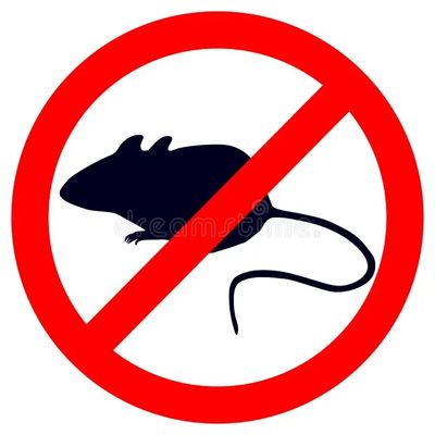 Muis