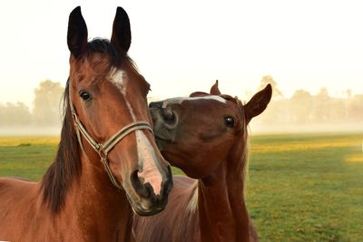Paard