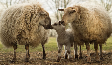 Schaap