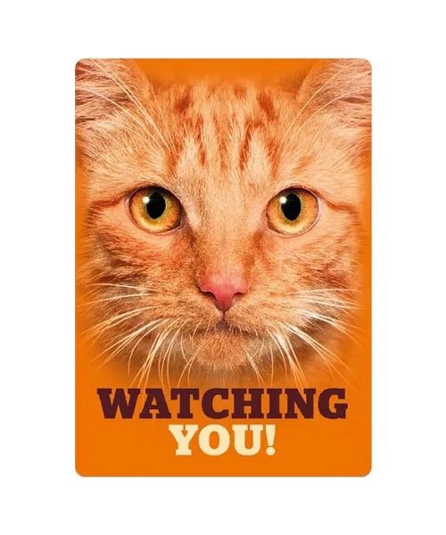 Bord blik Orange Tabby Eyes