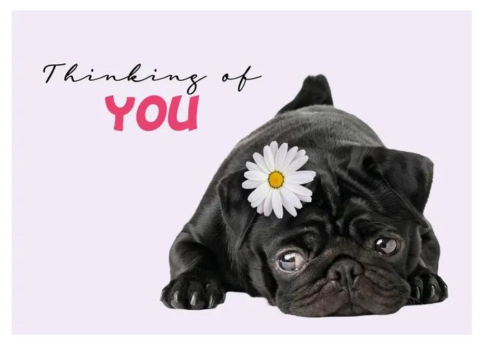 Kaart A5 Thinking Of You Pug