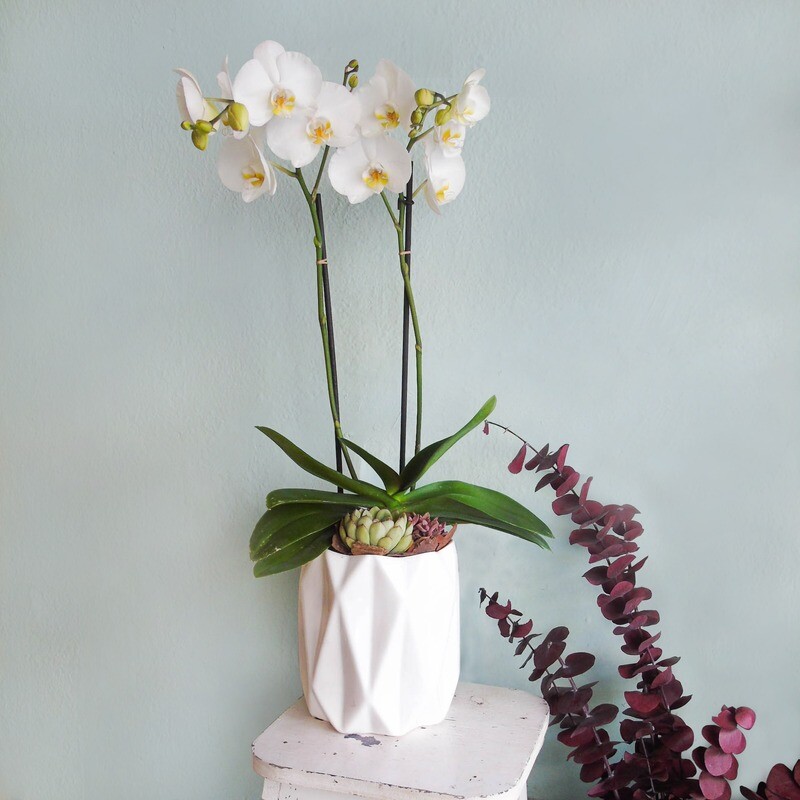 Orquídeas y suculentas