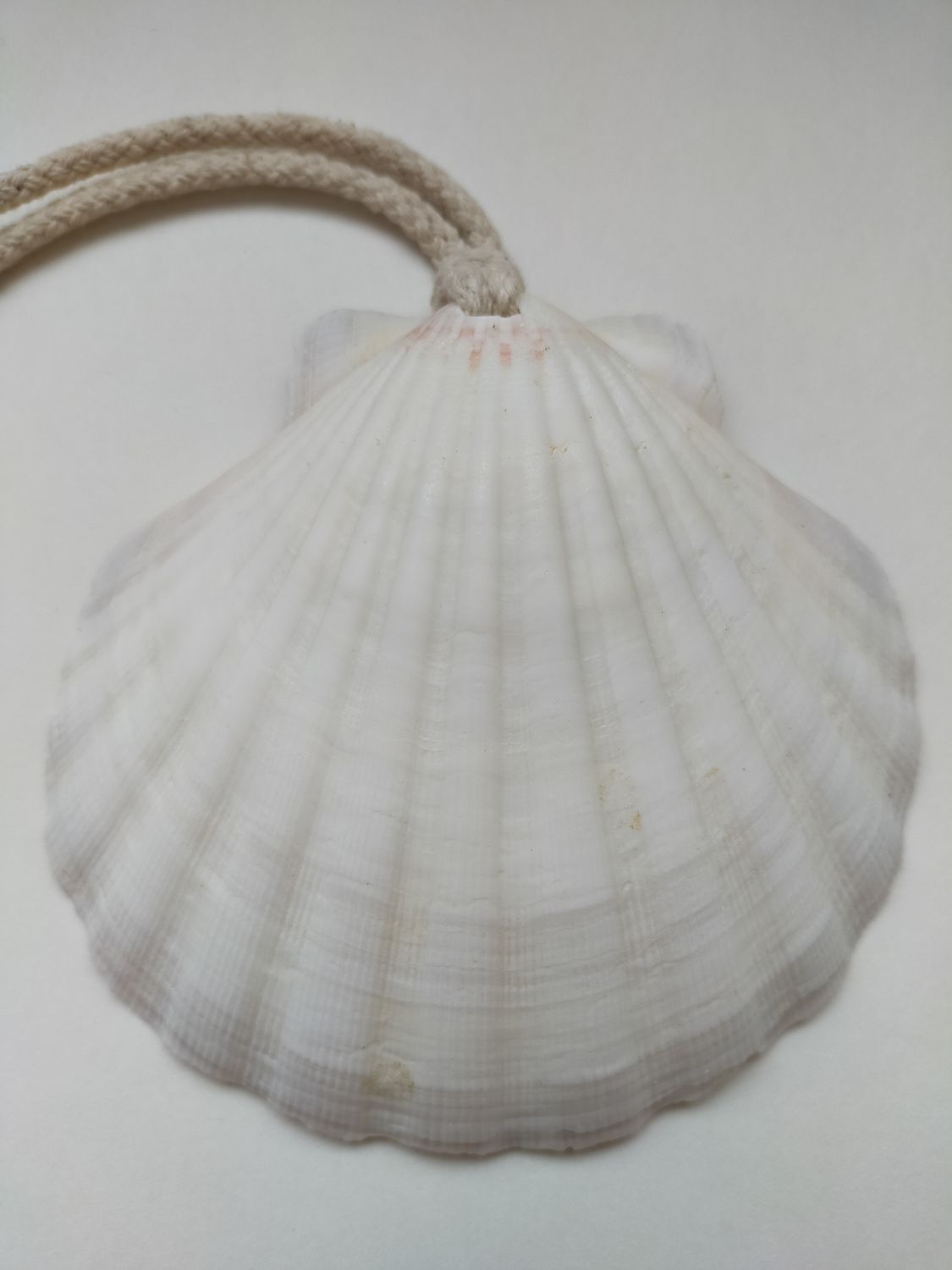 Jacobsschelp met katoenen koord