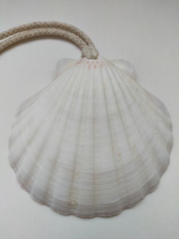 Jacobsschelp met katoenen koord