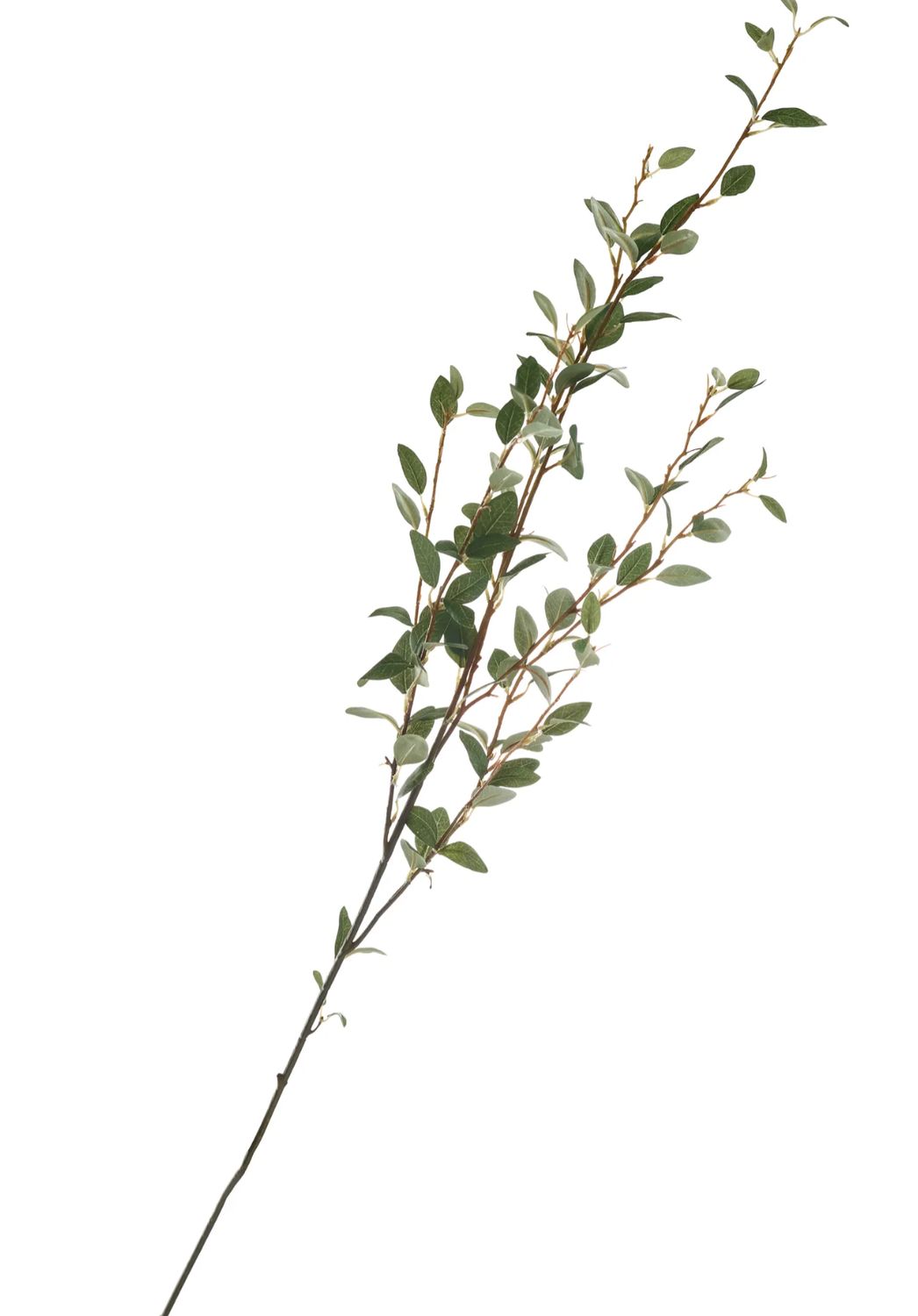 Long Leaf stems