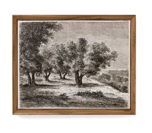Olive Trees print