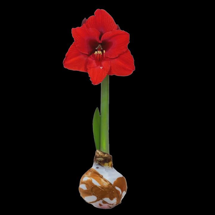 AMARYLLIS WITH WHITE AND GOLD