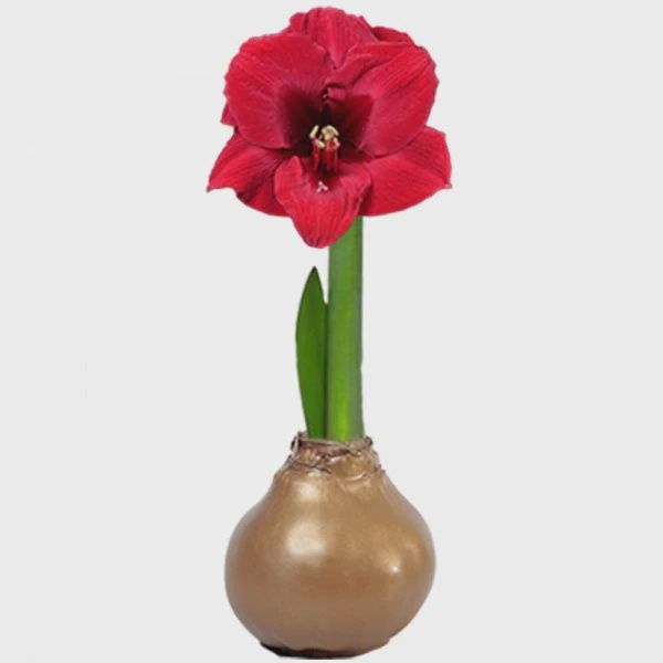 RED AMARYLLIS IN GOLD WAX