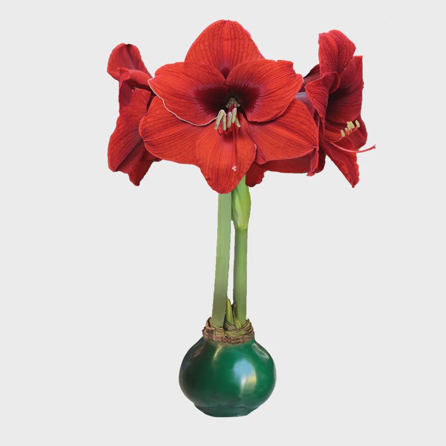 DARK GREEN WAXED AMARYLLIS BULB