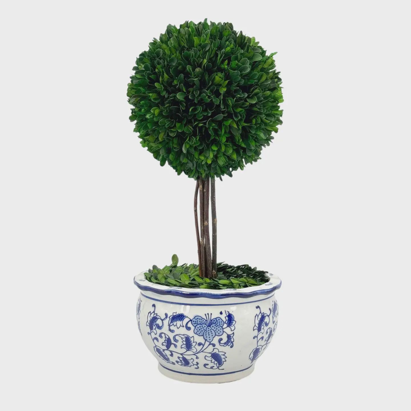 MEDIUM BOXWOOD BALL TOPIARY TREE W/ BLUE &amp; WHITE CERAMIC POT