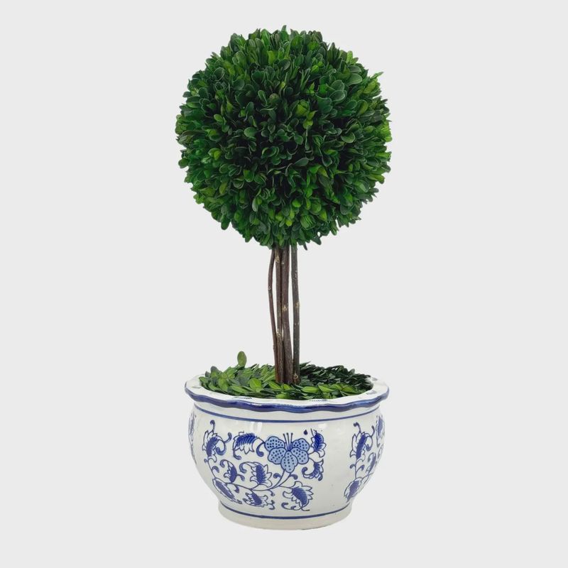 MEDIUM BOXWOOD BALL TOPIARY TREE W/ BLUE &amp; WHITE CERAMIC POT