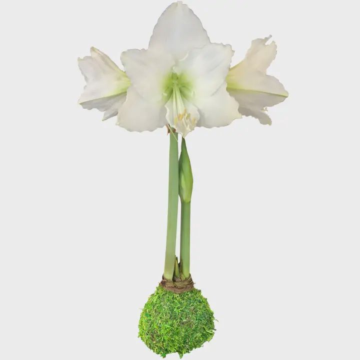 WHITE FLOWER MOSS AMARYLLIS BULB