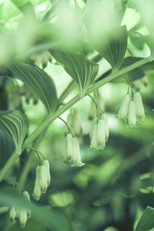 Solomon&#39;s Seal