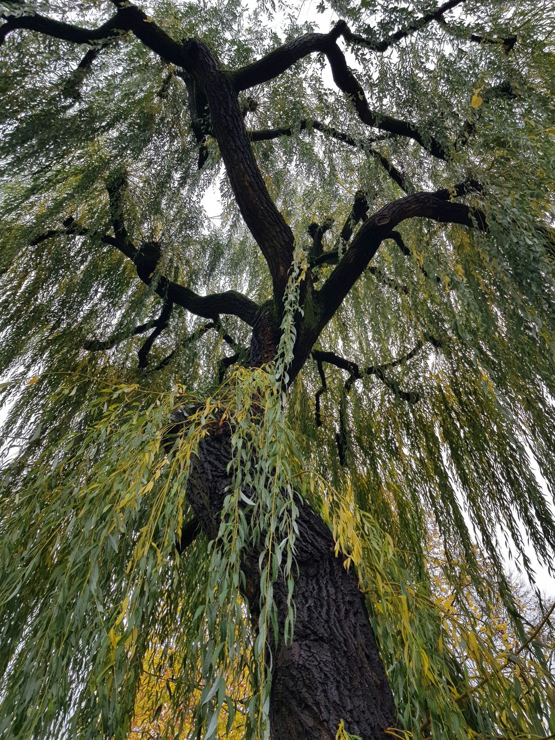 Willow Bark