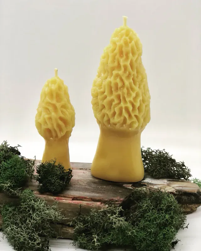 Oregon Beeswax Morel Mushroom