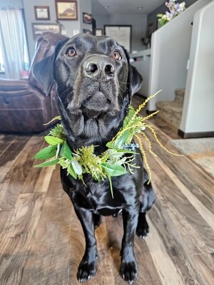 (ready to ship) Floral Dog Collar Wreath-Custom, blueberries & ferns