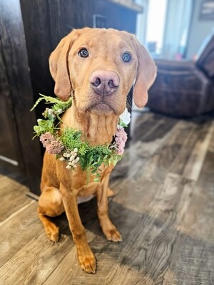 (ready to ship) Floral Dog Collar Wreath-Custom, pink sedum & ferns