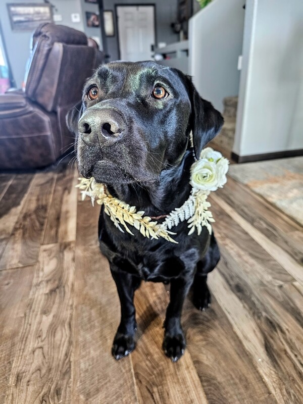 Dog wreath best sale collar