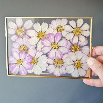 Gold frame with pressed cosmos