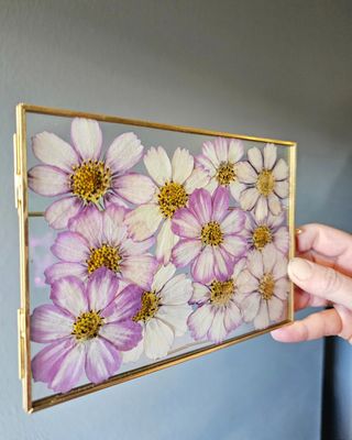 Gold frame with pressed cosmos
