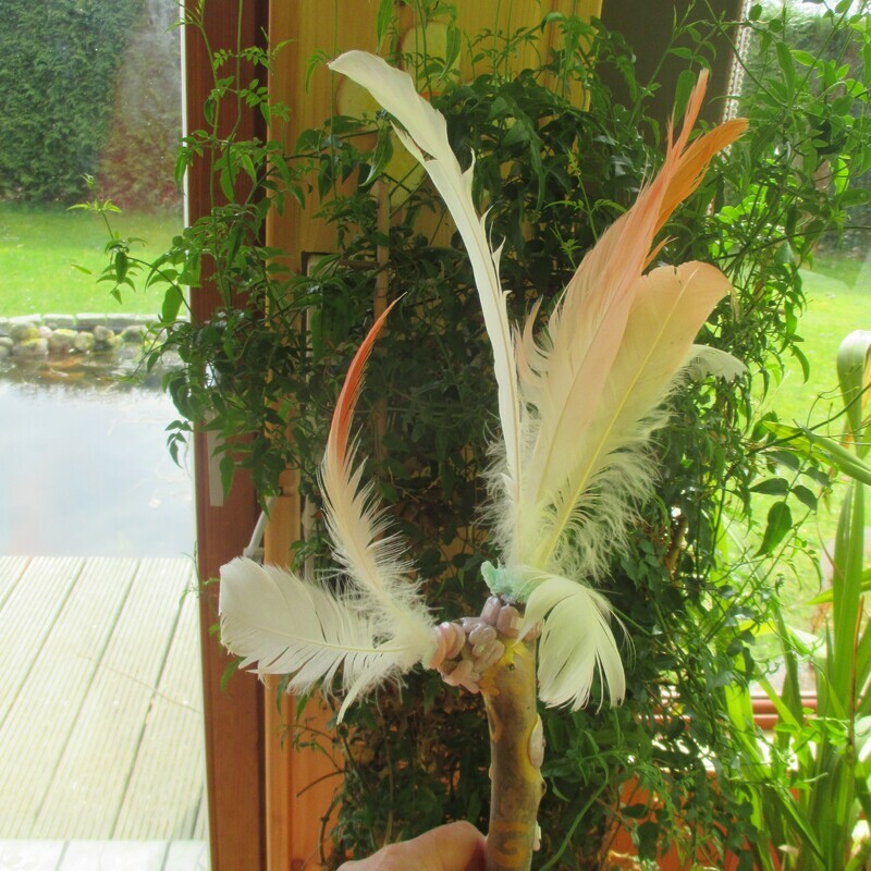 Venuszepter ( Flamingo) 