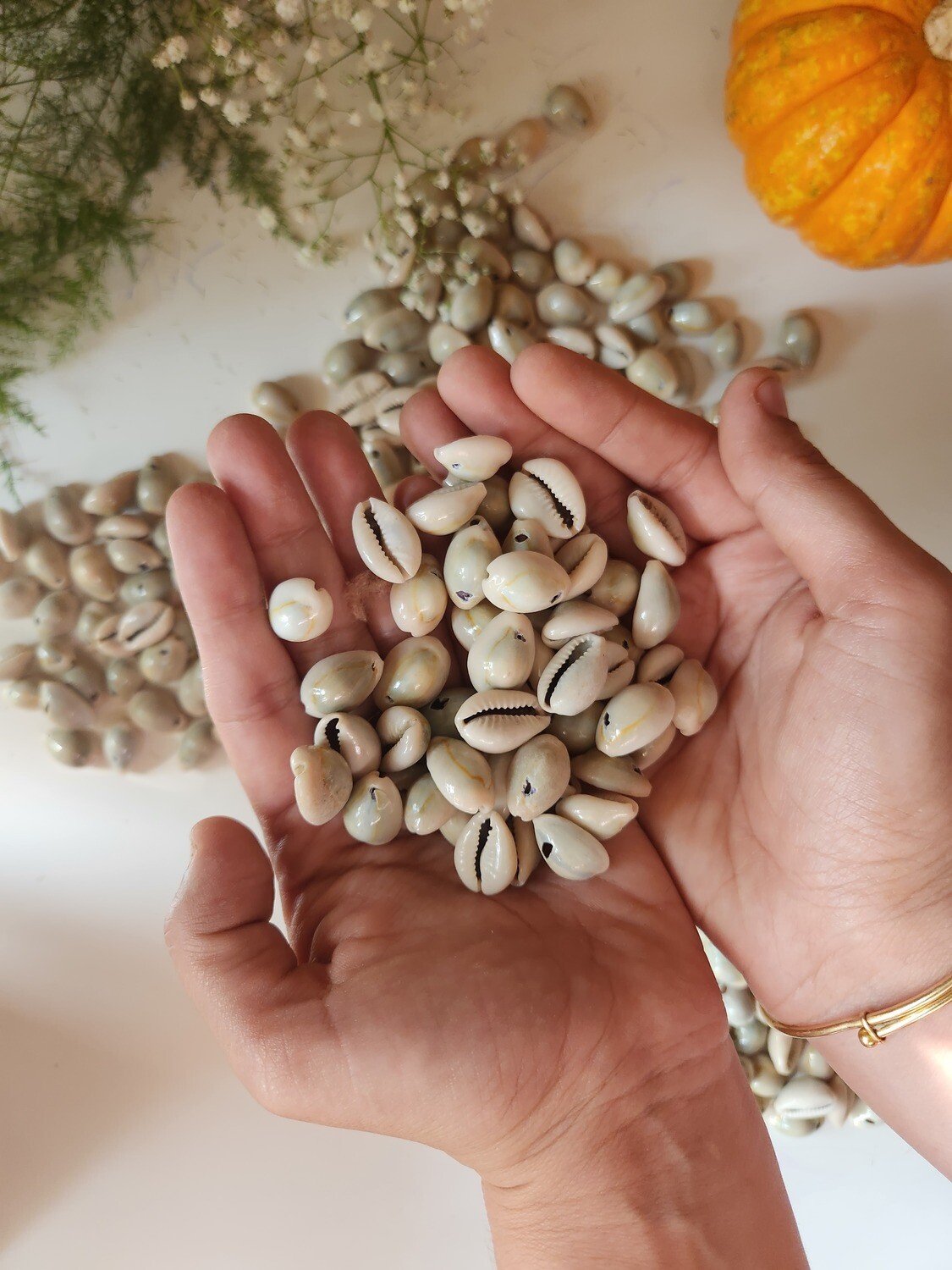 Natural Kawdi Shells for home décor and craft projects