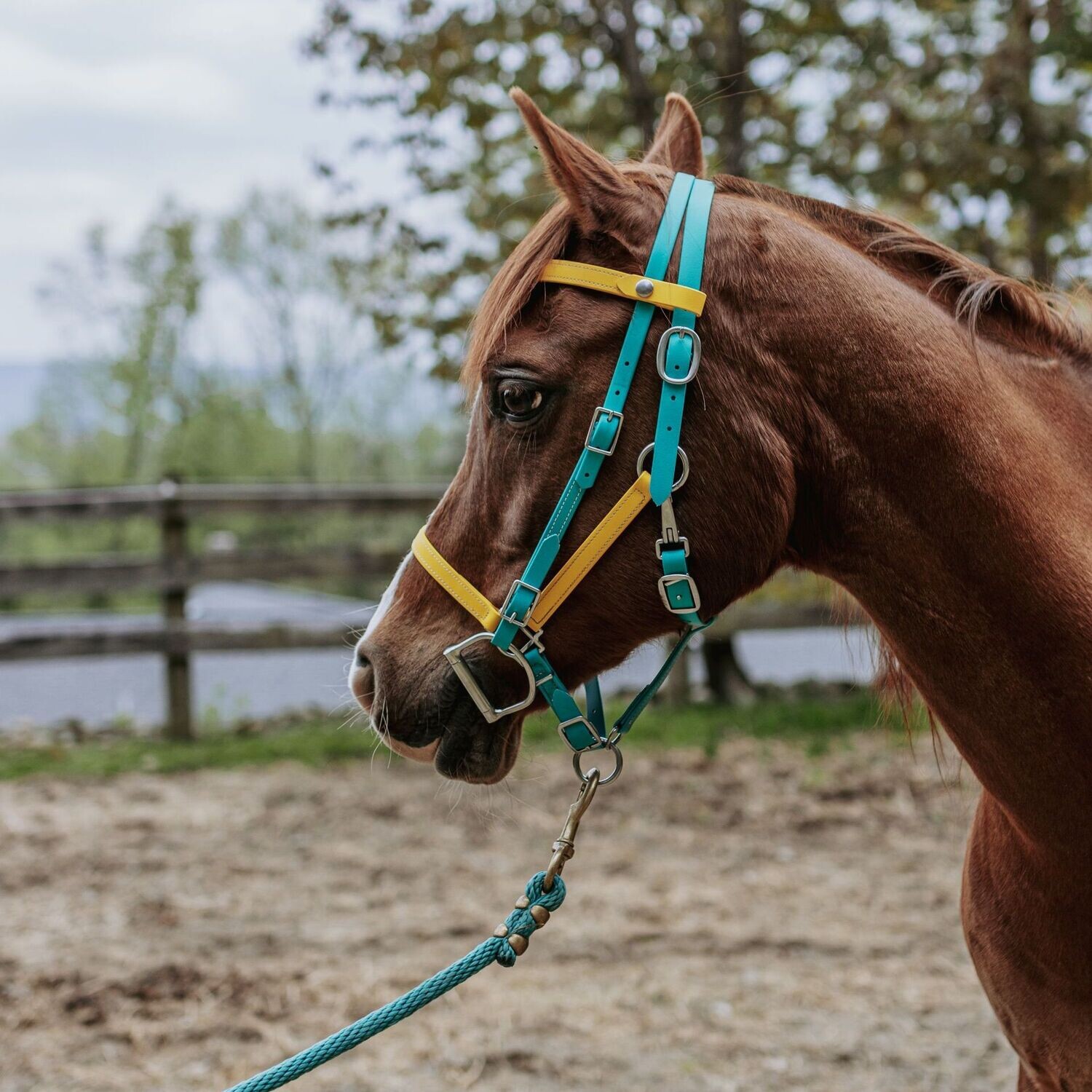 Halter with Brow Band Headstall Attachment