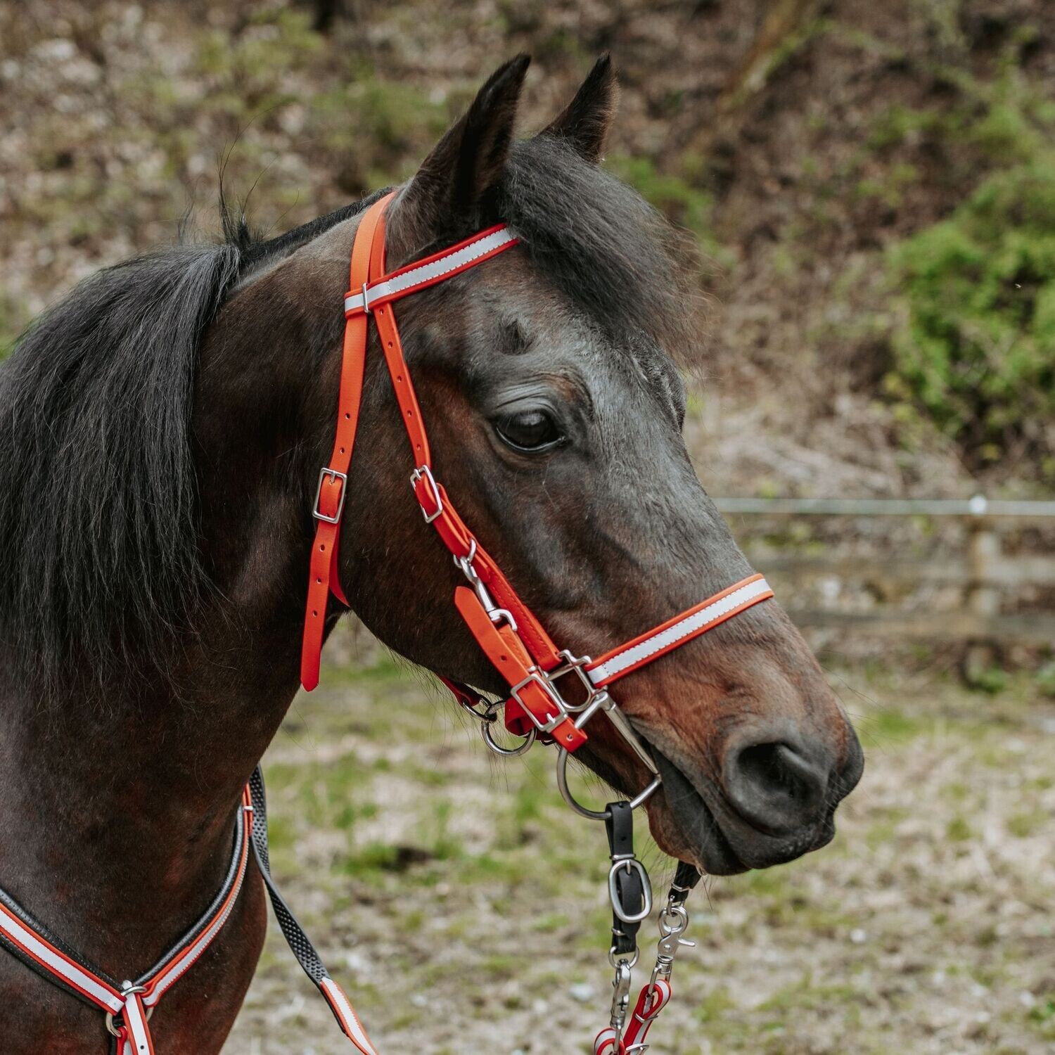 Traditional Trail Bridle with Bit Attachment