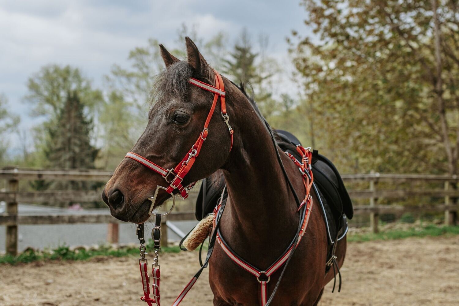 Porte bridon tête de cheval - crochet cheval HippoTonic