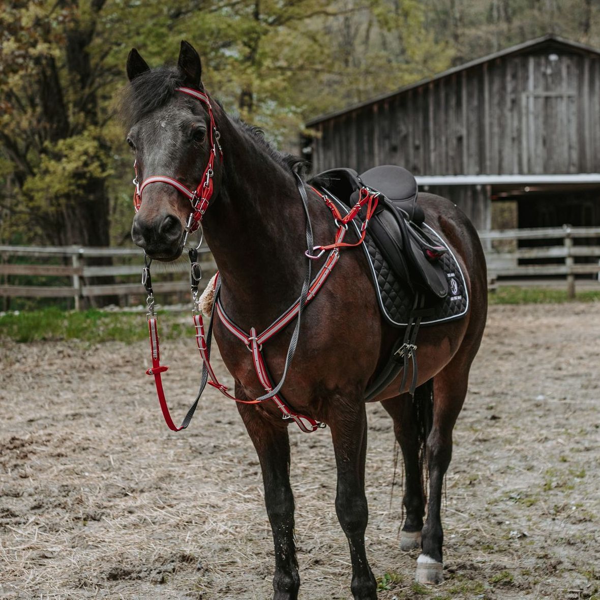 Traditional Trail Bridle with Bit Attachment
