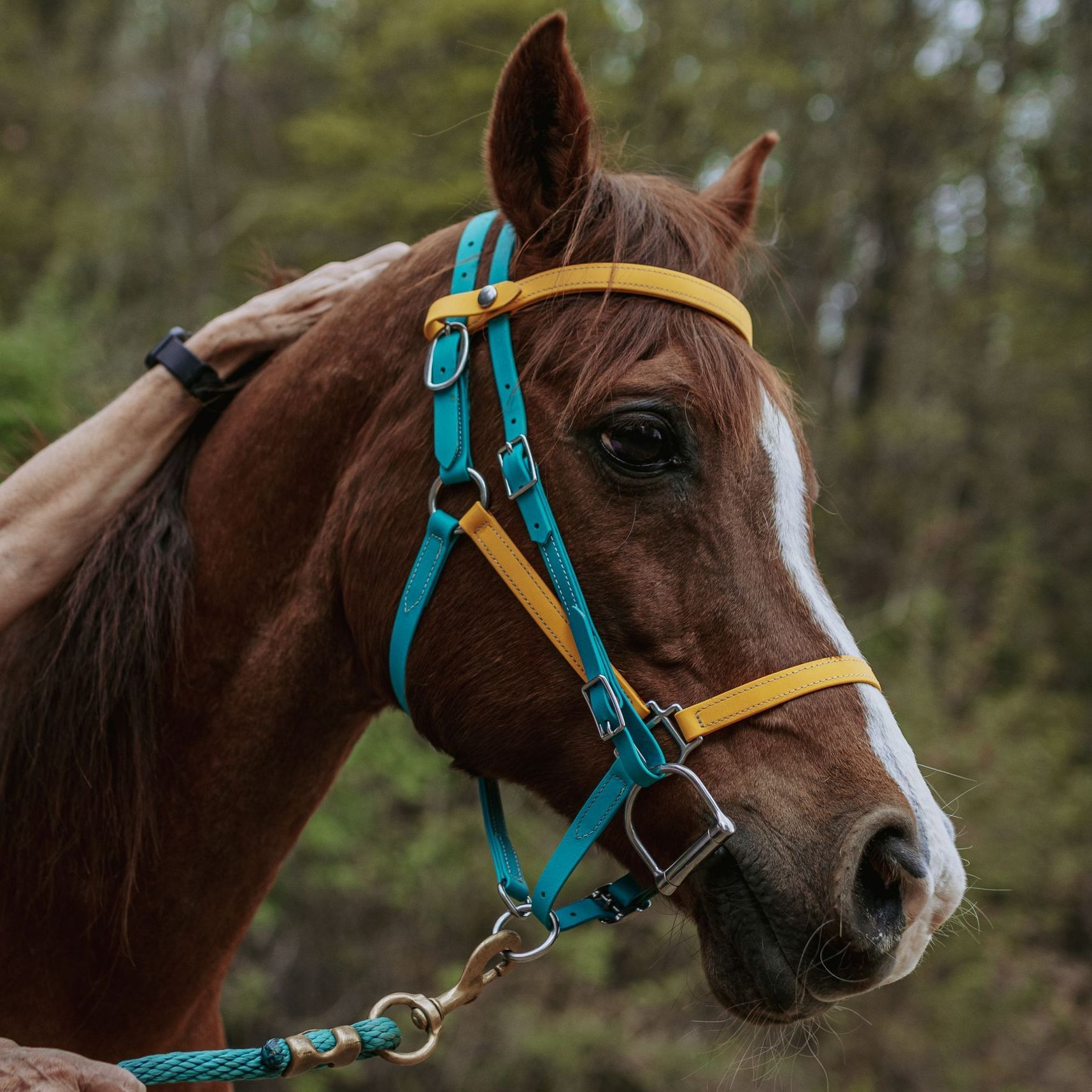 Halter with Brow Band Headstall Attachment