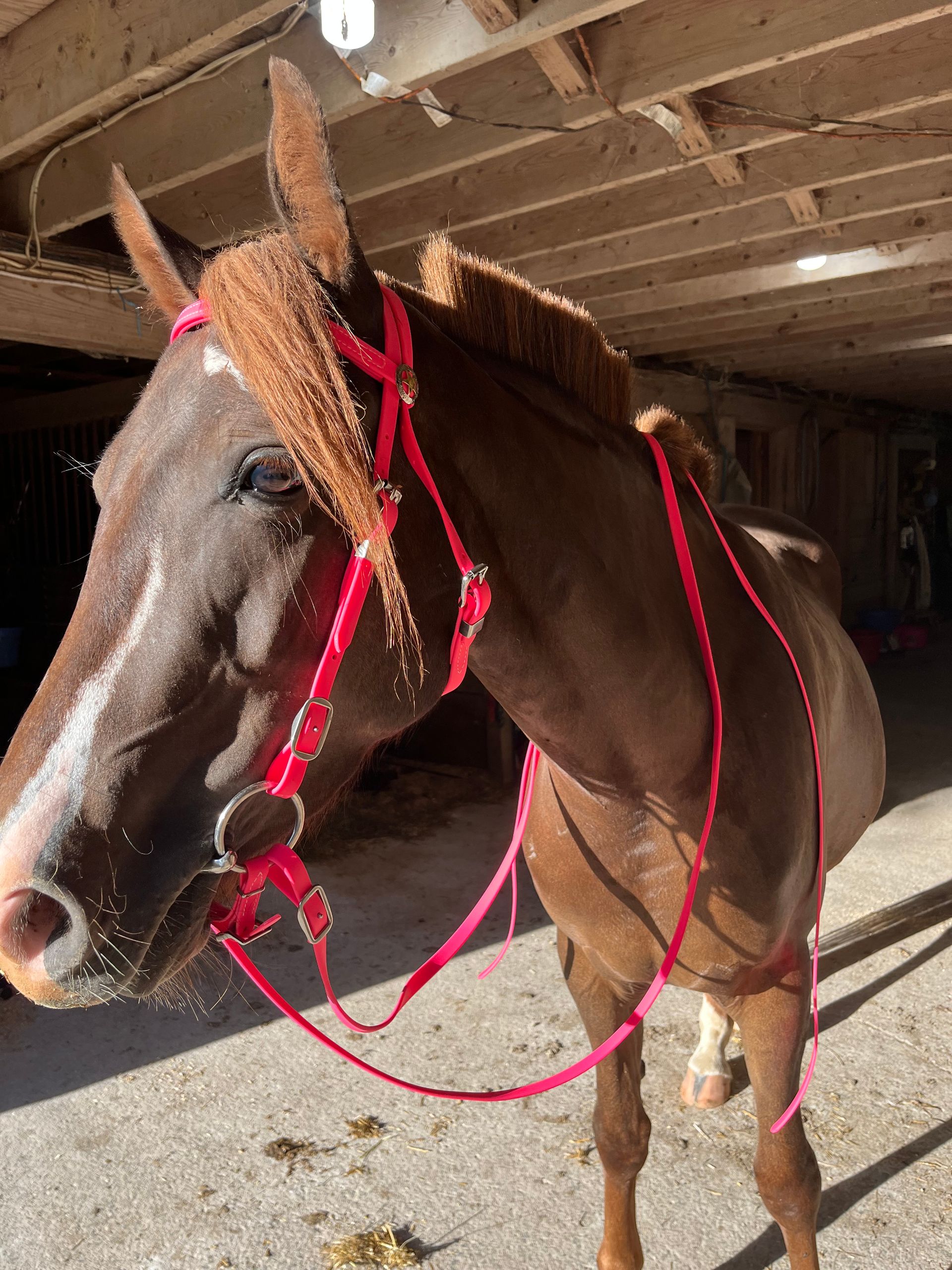 Western Bridle